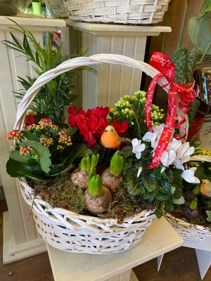 Festive Planted Basket