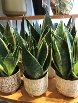 Sanserveria plant