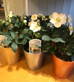 Hellebore Plant in ceramic pot
