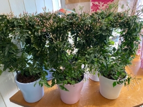 Jasmine plant in ceramic pot